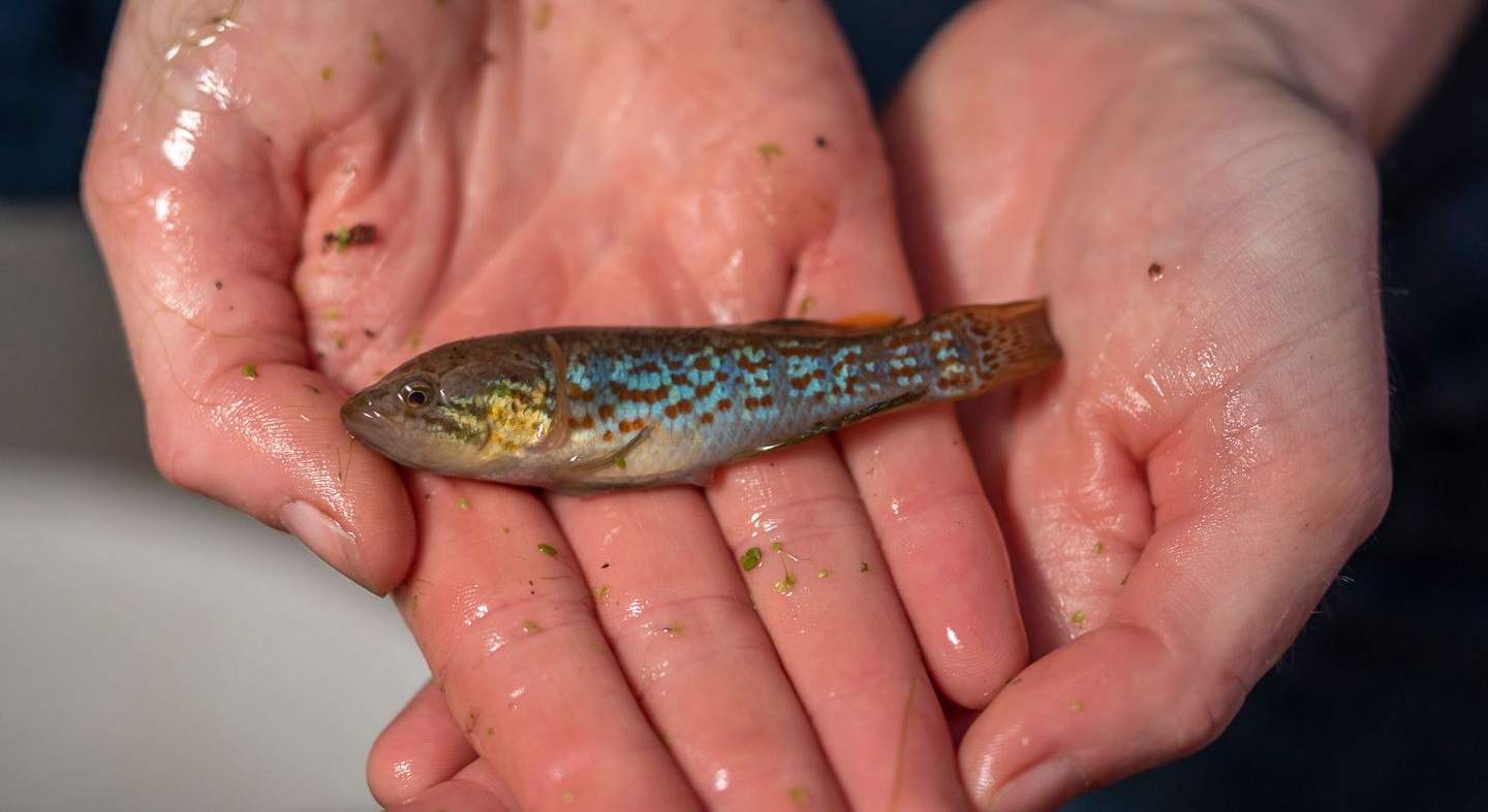 Zombie fish in researchers hands
