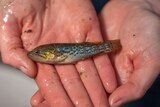 A colourful zombie fish about 8 centimetres long being held in wet hands