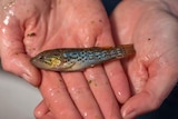 A colourful zombie fish about 8 centimetres long being held in wet hands