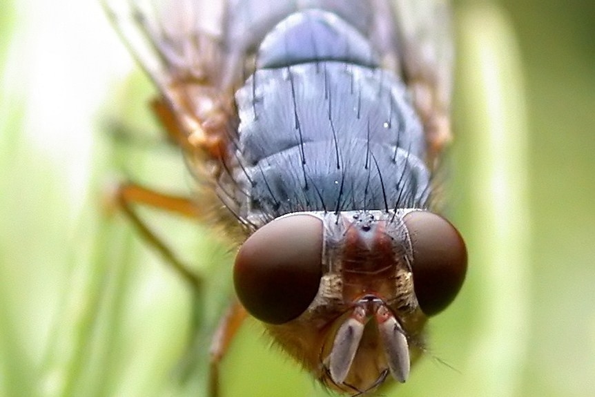 blowfly (1)