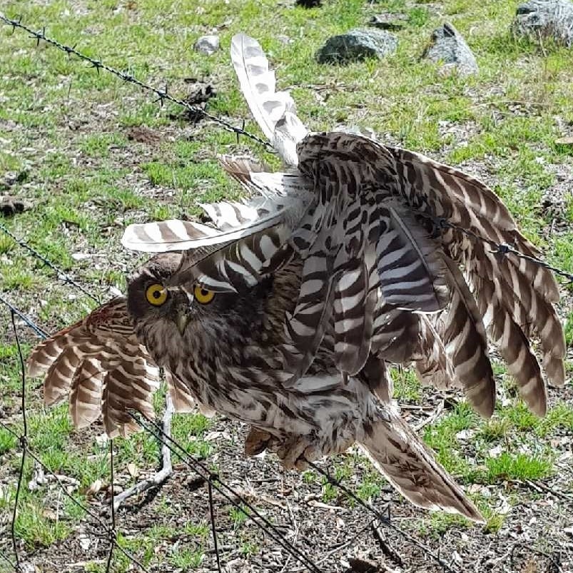 Barking owl caught in barbed wire