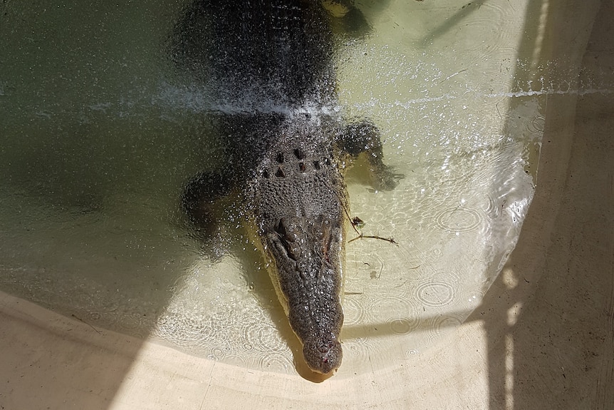 A large crocodile in a shallow, concrete pool, surrounded by fences.