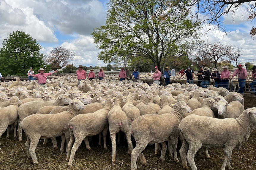 Agents stand in the middle of a pen of sheep
