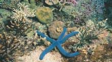 Blue linckia sea star at Rowley Shoals