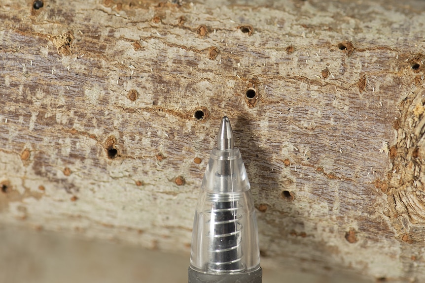 A tree trunk with holes in it, with a pen shown for size reference. 