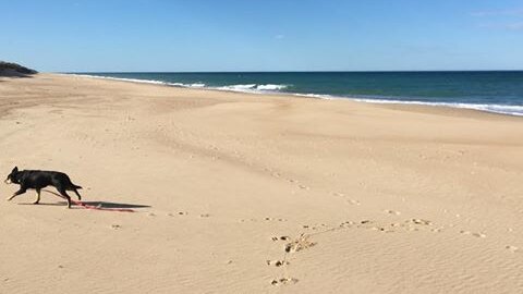 A dog walks across the sand on a beach.