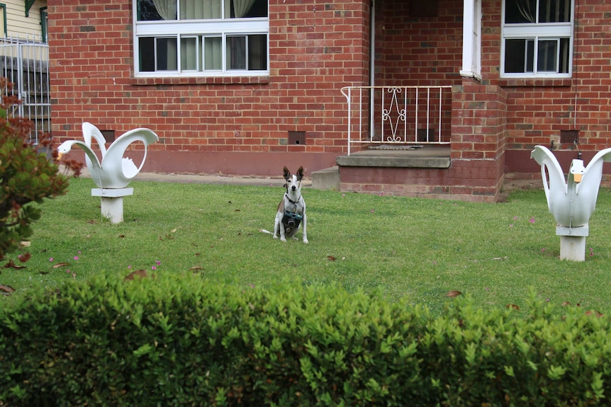 Ocky the dog with tyre swans