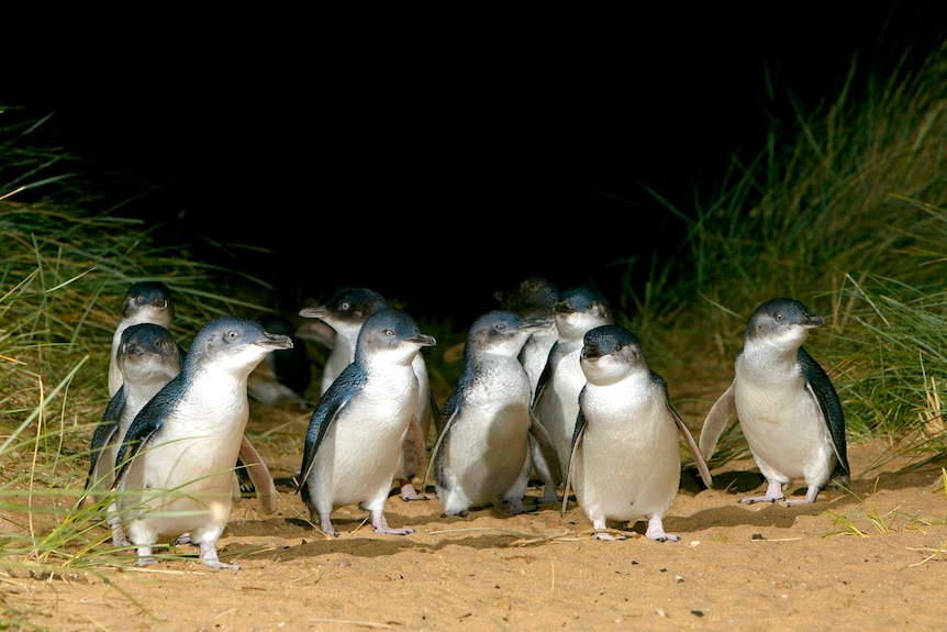 A group of Little Penguins