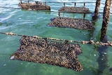 Angasi oysters being farmed at Coffin Bay