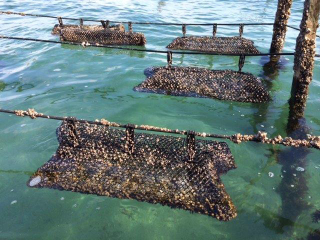 Native oyster farming Australia