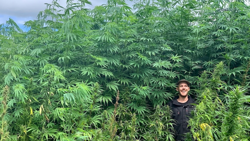 a man standing in a field of cannabis plants
