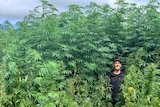 a man standing in a field of cannabis plants