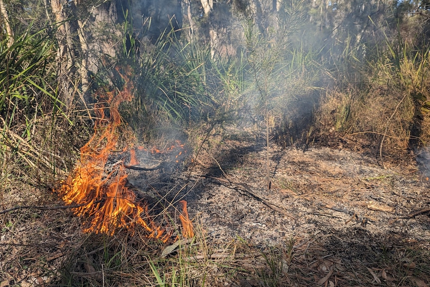A small fire burns grass in a forest while a man stands in the background