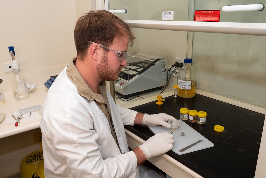 Researcher Patrick Taggart is working in the lab and studying RHDV2