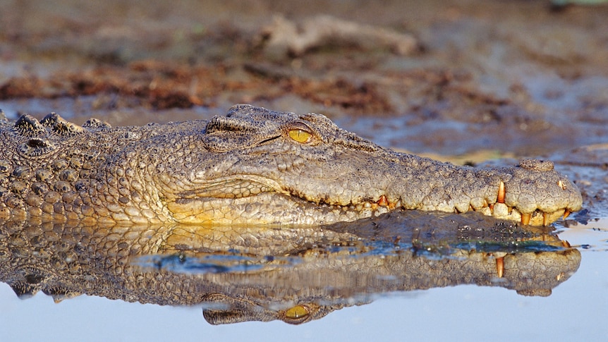 A close up of a crocodile on a mud flat.