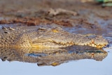 A close up of a crocodile on a mud flat.