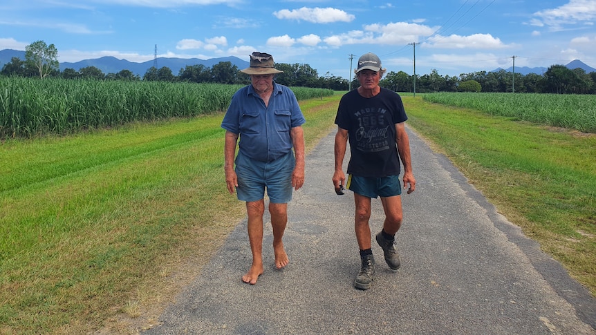 Two farmers walking down a country road with cane fields on either side