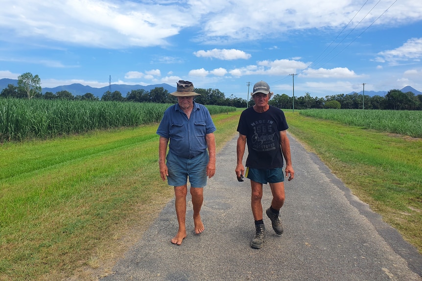 Two farmers walking down a country road with sugar cane fields on either side