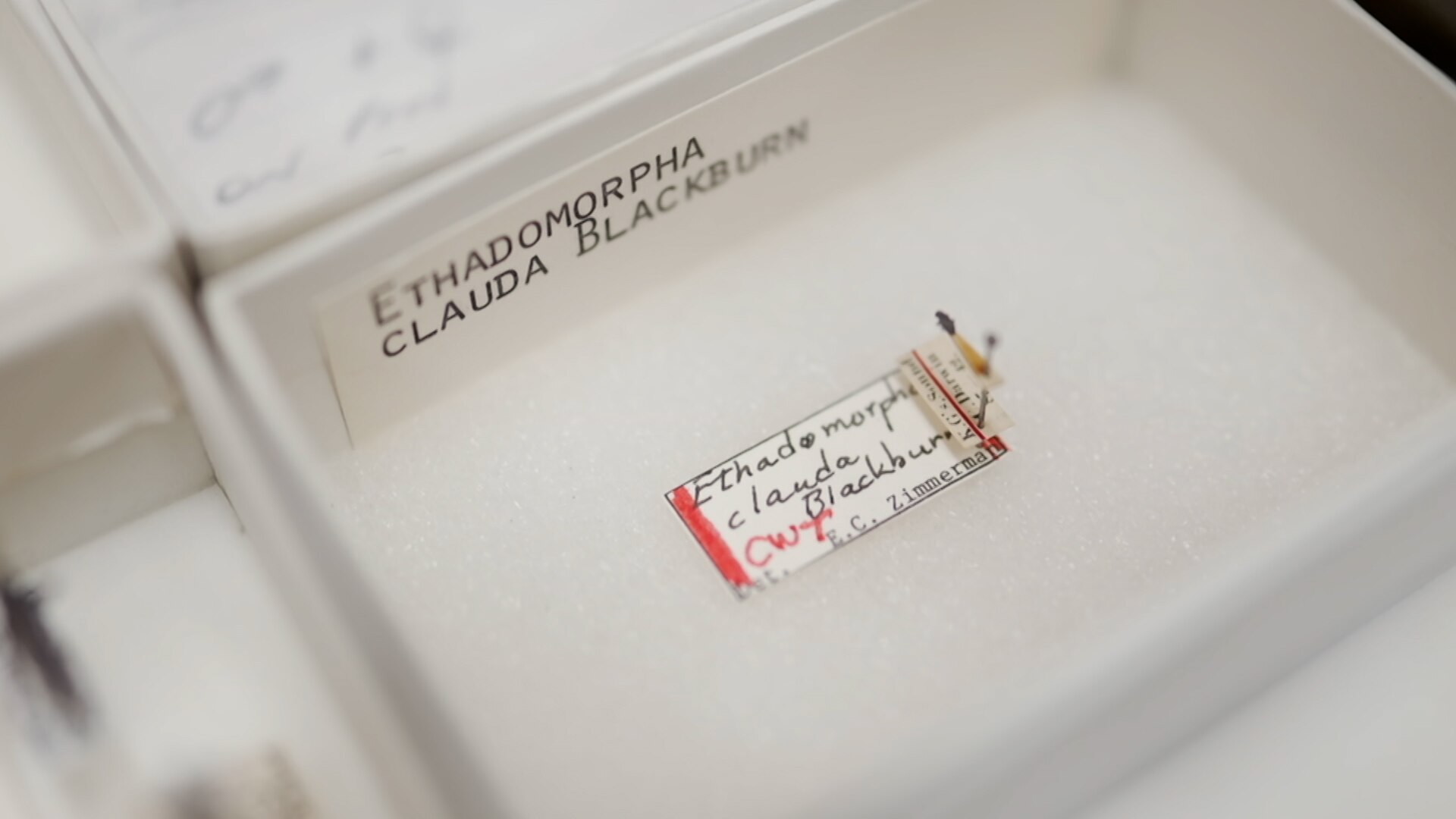 Close up of an insect specimen