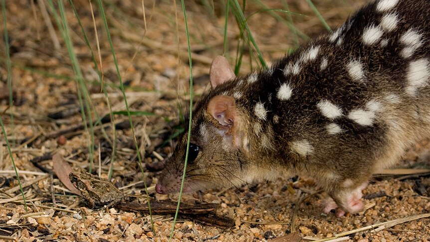 A quoll stalking a cane toad in Kakadu National Park