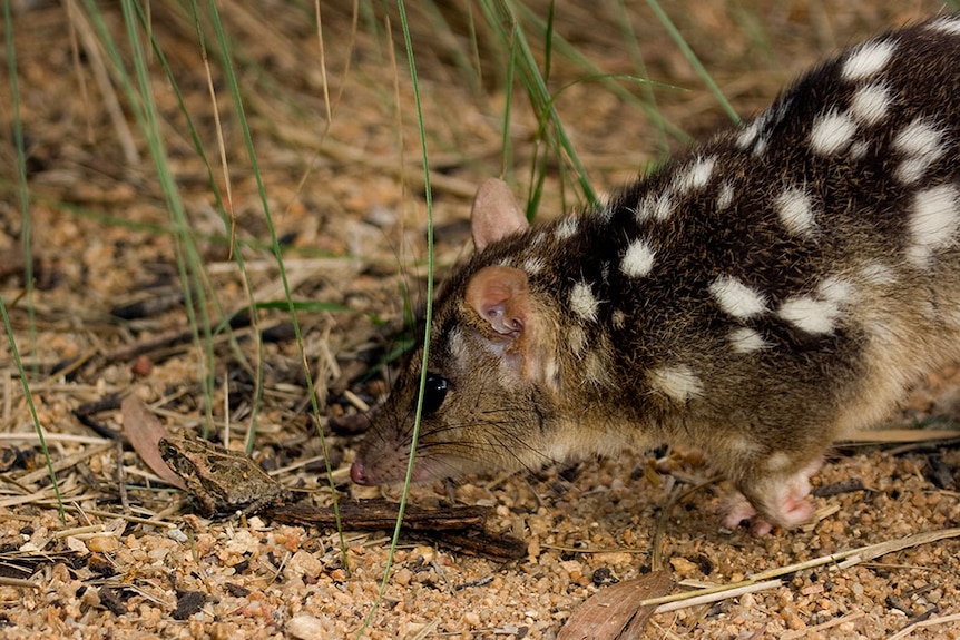 A quoll stalking a cane toad in Kakadu National Park