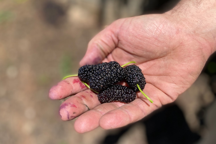 Four dark mulberries held in a hand.