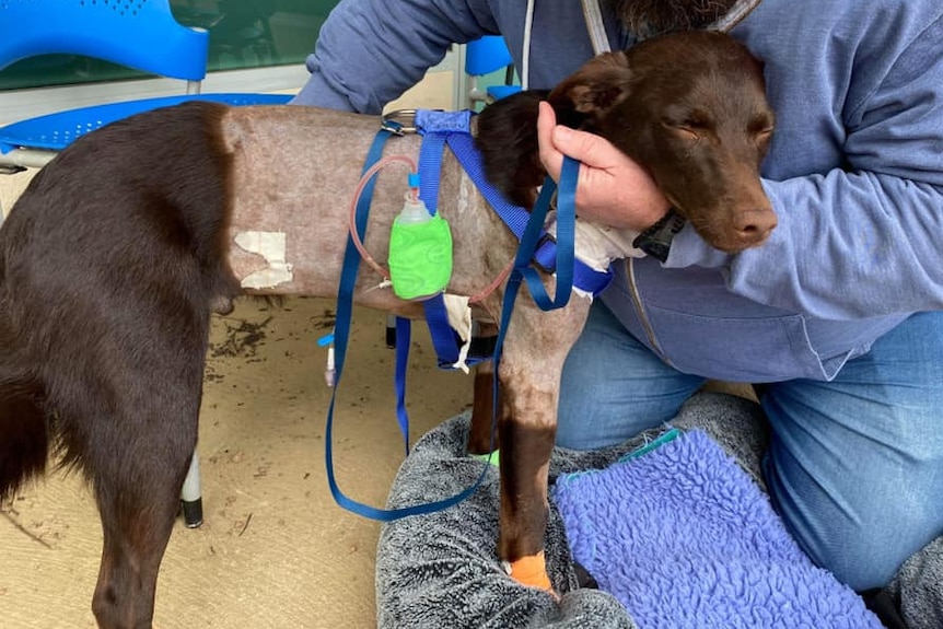 A dog with half of its body shaved and with a bag draining fluids.