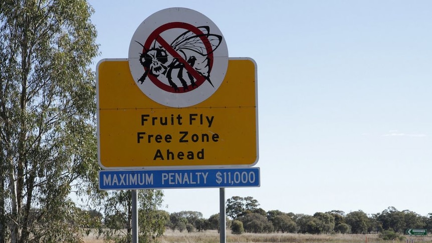 Rural landscape with large road sign warning a Fruit Fly Free Zone is ahead with penalties of $11,000