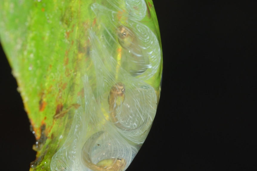 Eggs in a sac on a leaf.