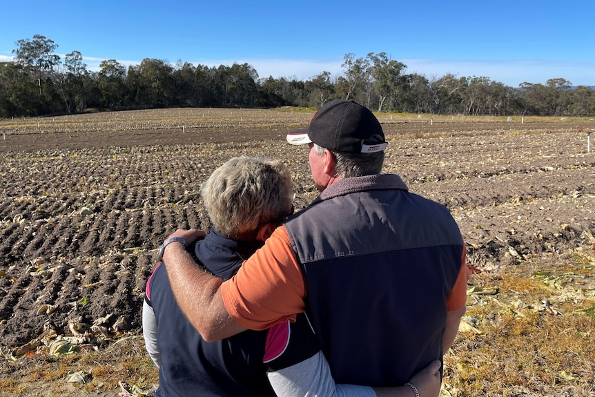 A man and woman hug looking out at a paddock of picked cauliflowers.