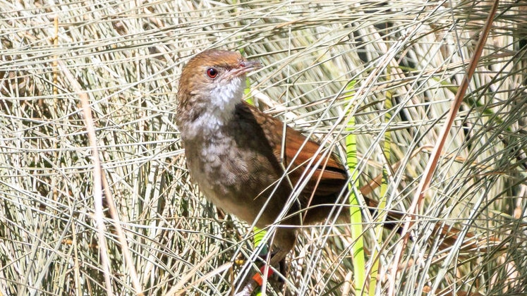 Rare eastern bristlebirds released in bid to boost wild population