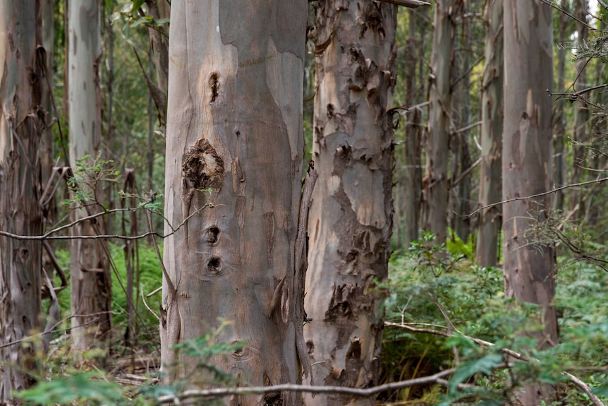 Tasmanian hardwood plantation forest
