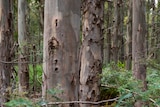 Tasmanian hardwood plantation forest