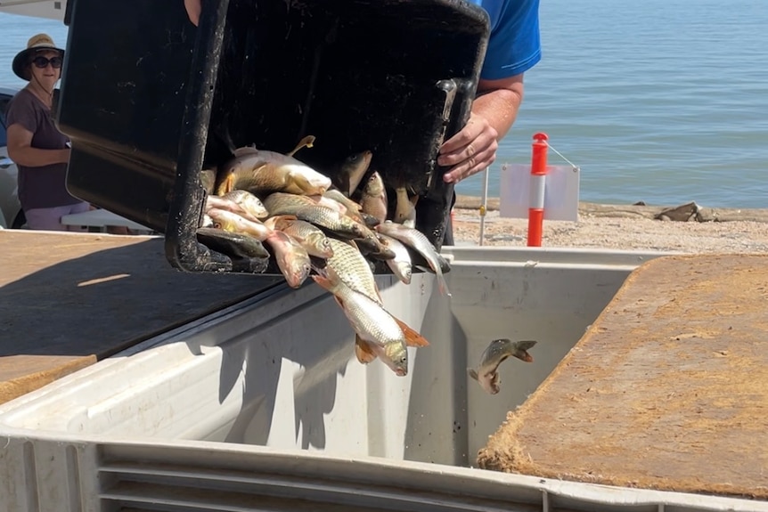 a bucket of dead fish being poured into a large white container.