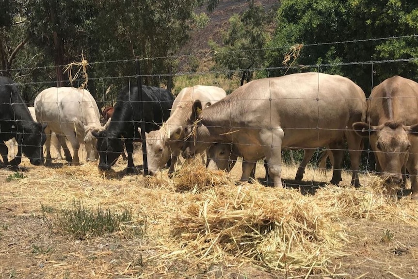 Six cows standing up eating hay