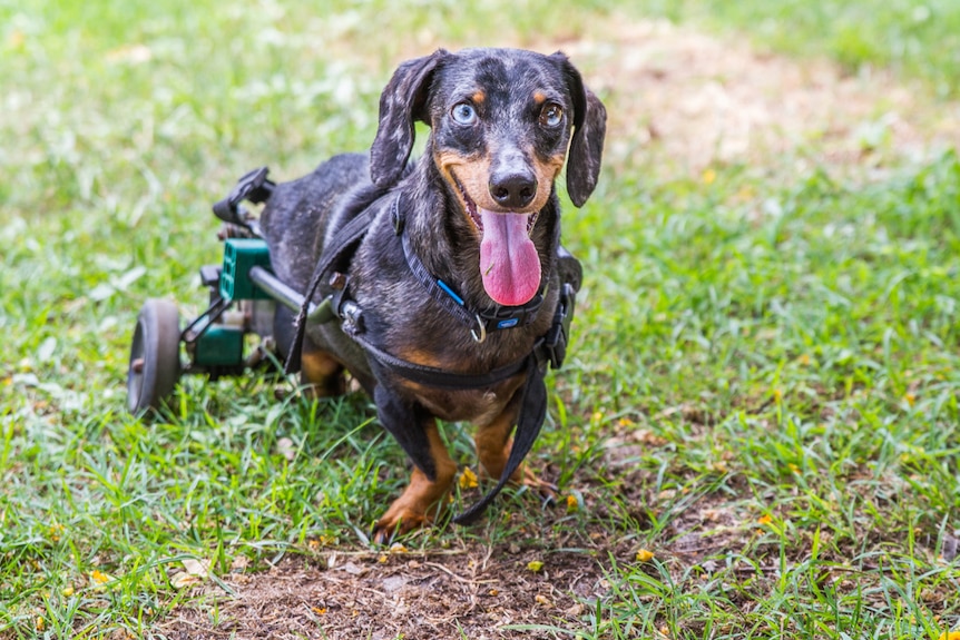 Krumb the dog is one of the well-known characters on the farm.