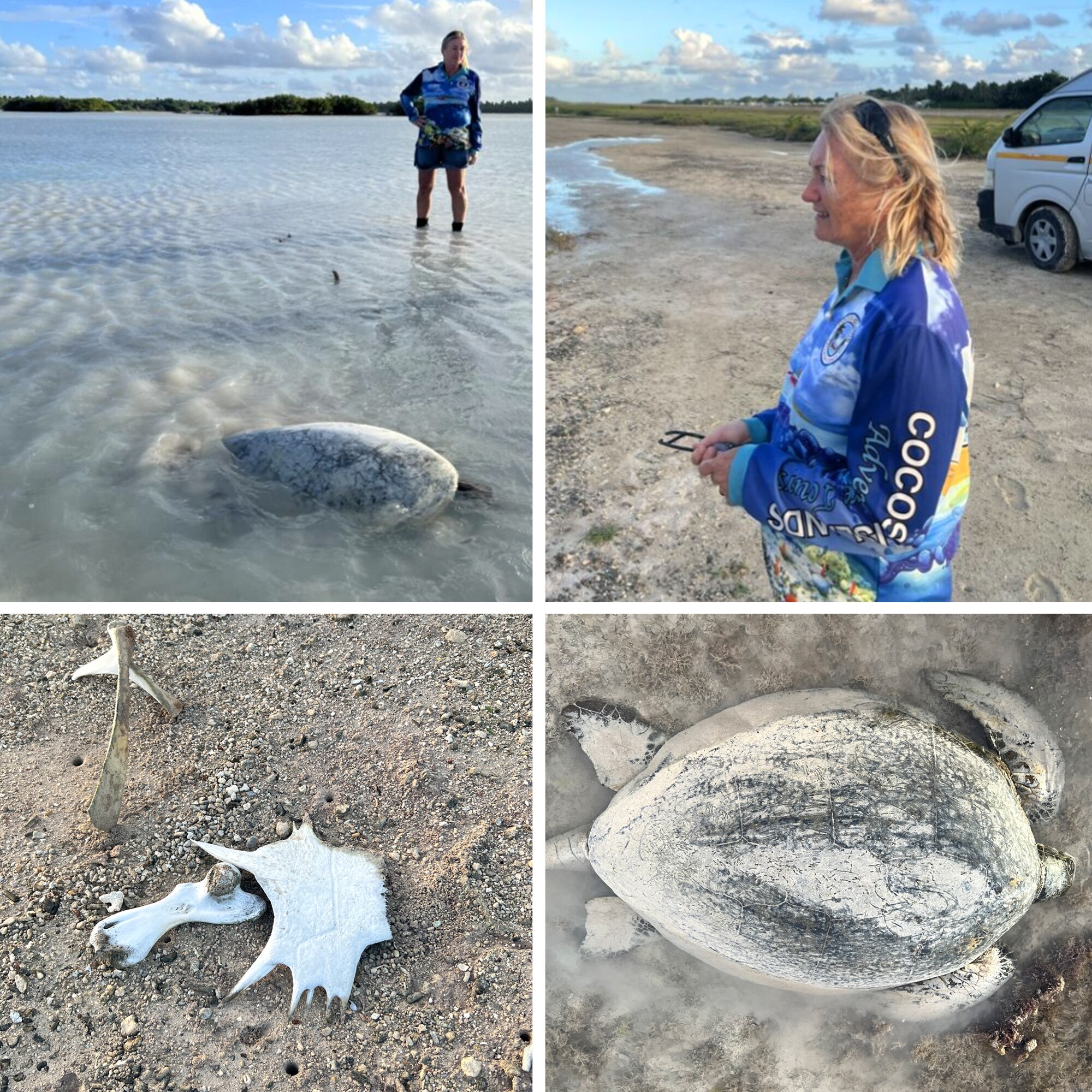 A composite image of a woman, a large turtle in water and on sand, and turtle bones.