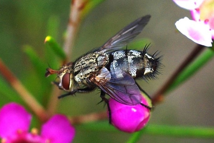 A blow fly rests on a flower.