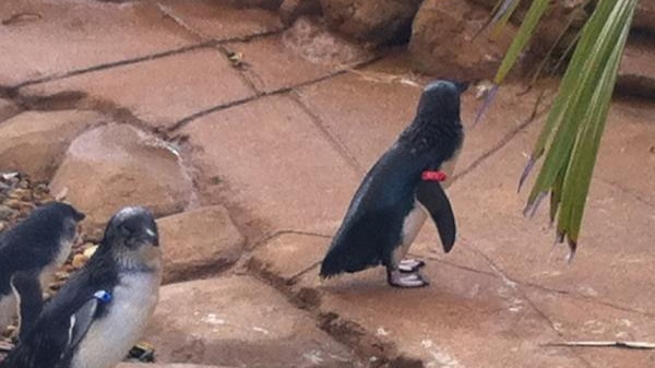 'Dirk' the penguin was found at Southport last night, exhausted but in reasonable health.
