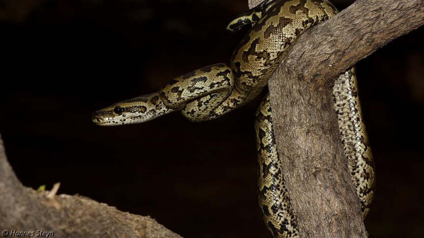 African Rock Python