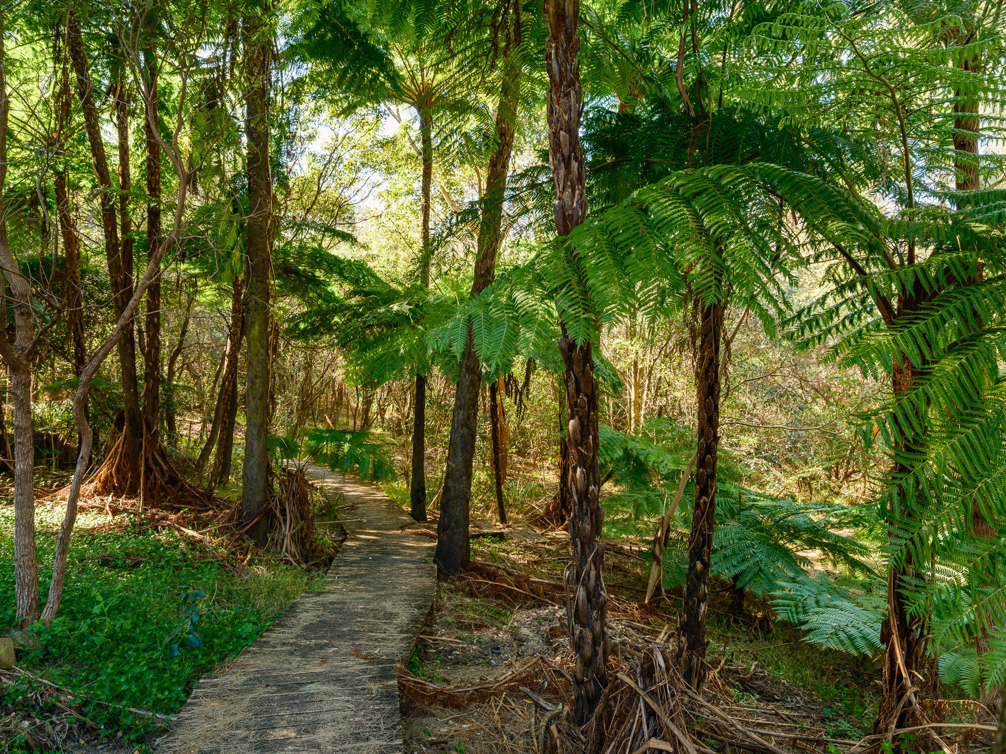 Path through the trees at Kelly's Bush.