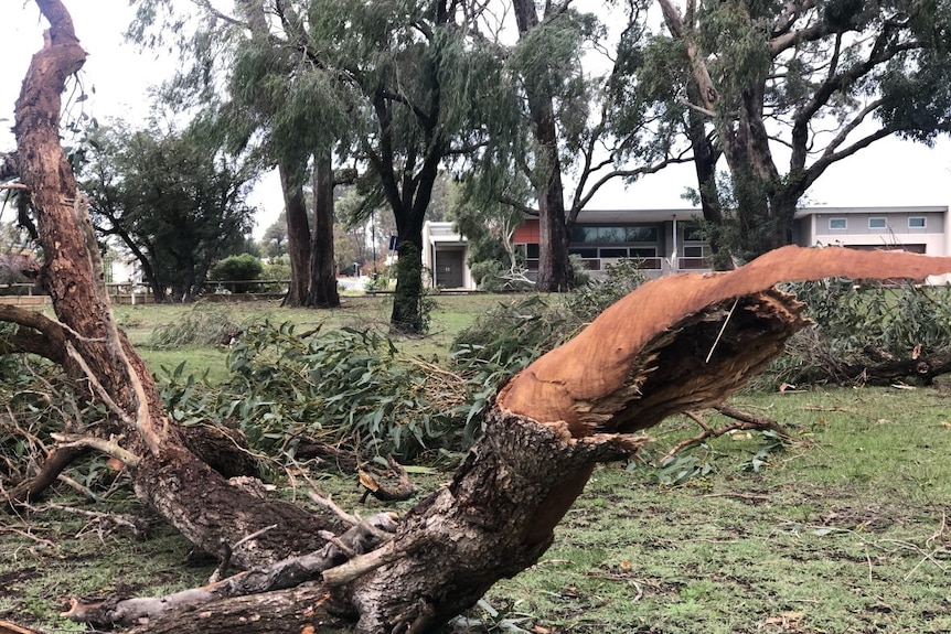 A tree blown over in a park with a building in the background.