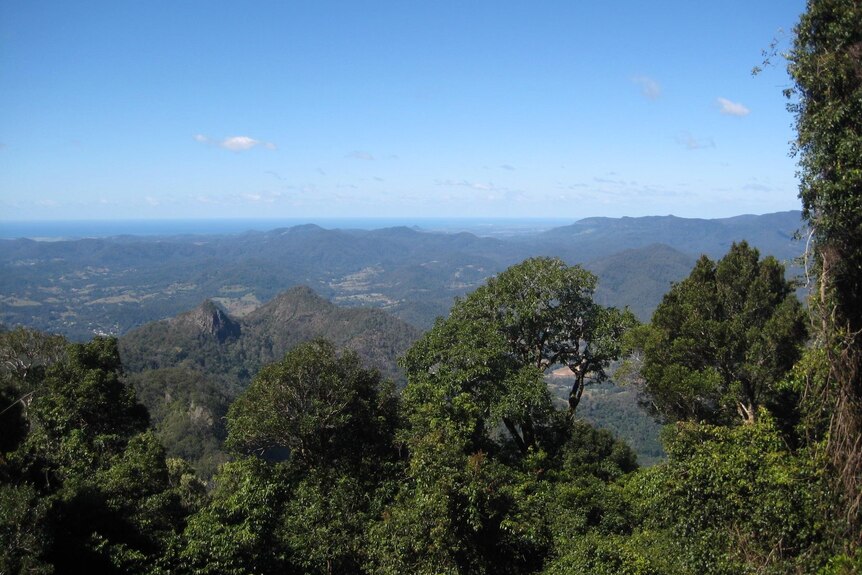 looking out from the top of Wollumbin over trees and mountains