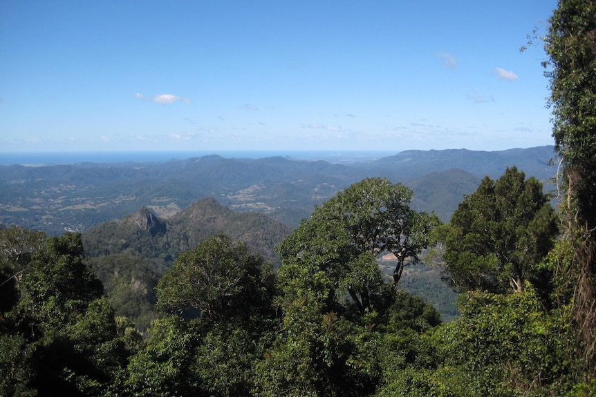 looking out from the top of Wollumbin over trees and mountains