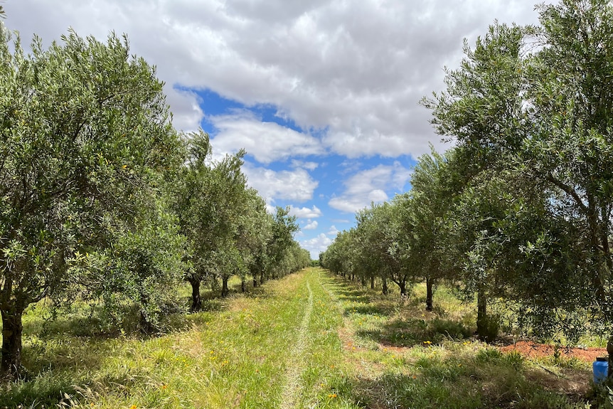 Looking down a row of olive trees