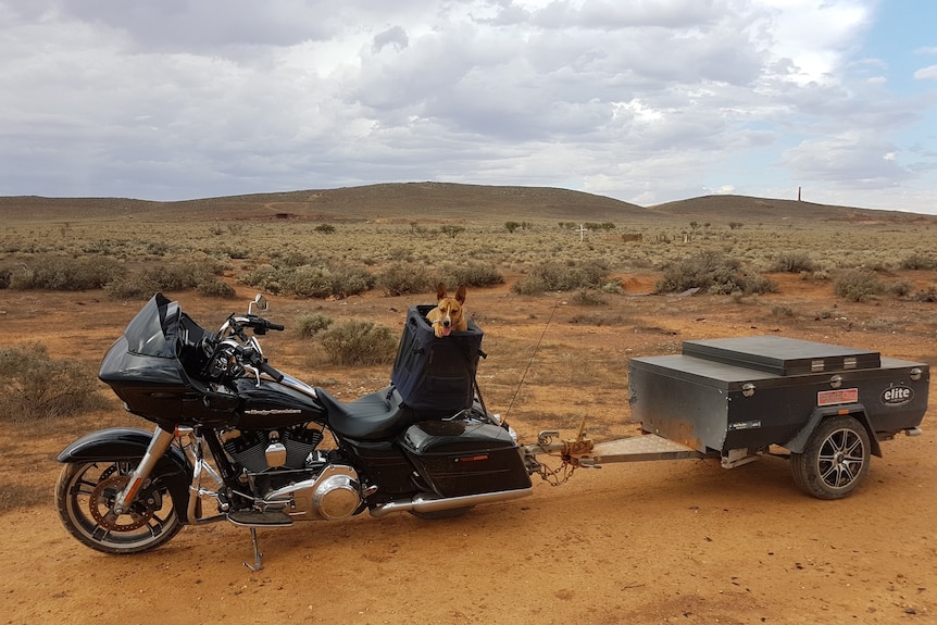 Dog sits in carrier on back of harley davidson. Desert dirt road with shrubs  in background.