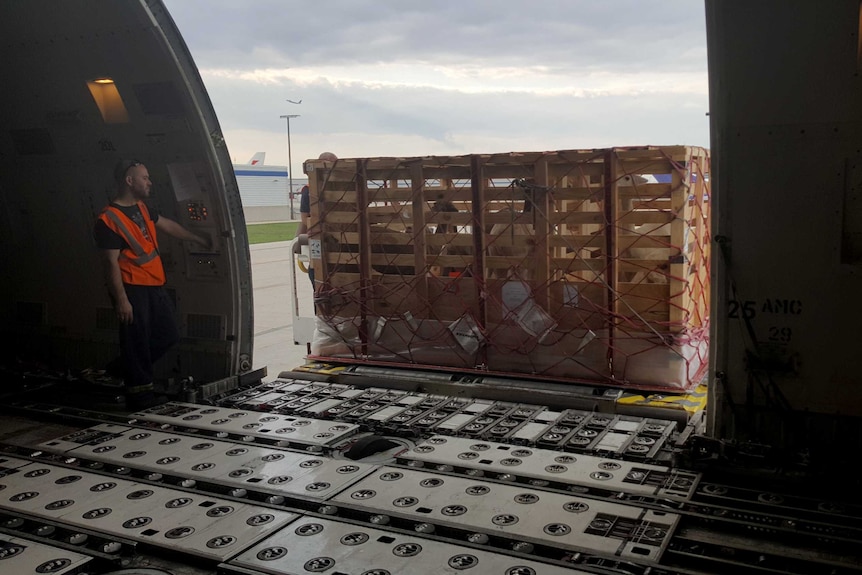 A crateful of alpacas is loaded onto a plane while a worker looks on.