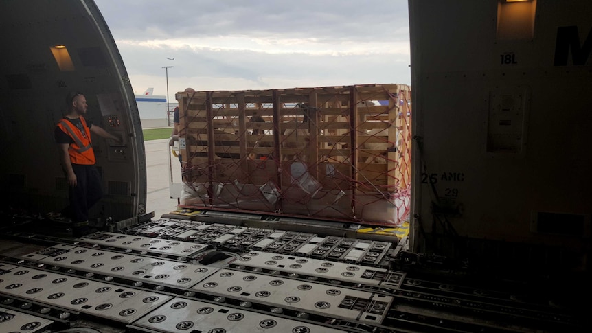A crateful of alpacas is loaded onto a plane while a worker looks on.