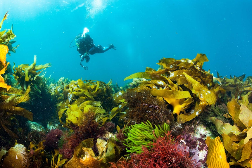 Kelp forest under the surface of the ocean off the east coast of Tasmania.