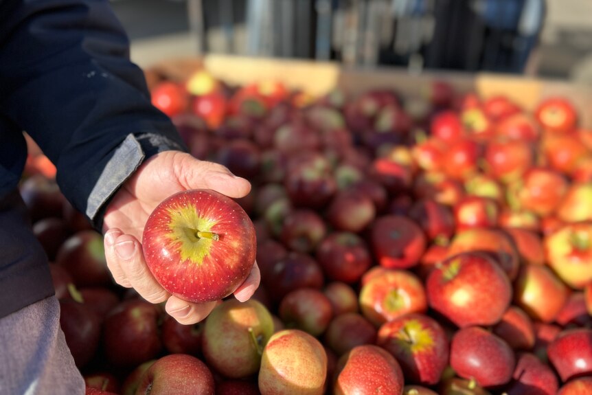 A hand holds an apple in front of a punnet of apples.